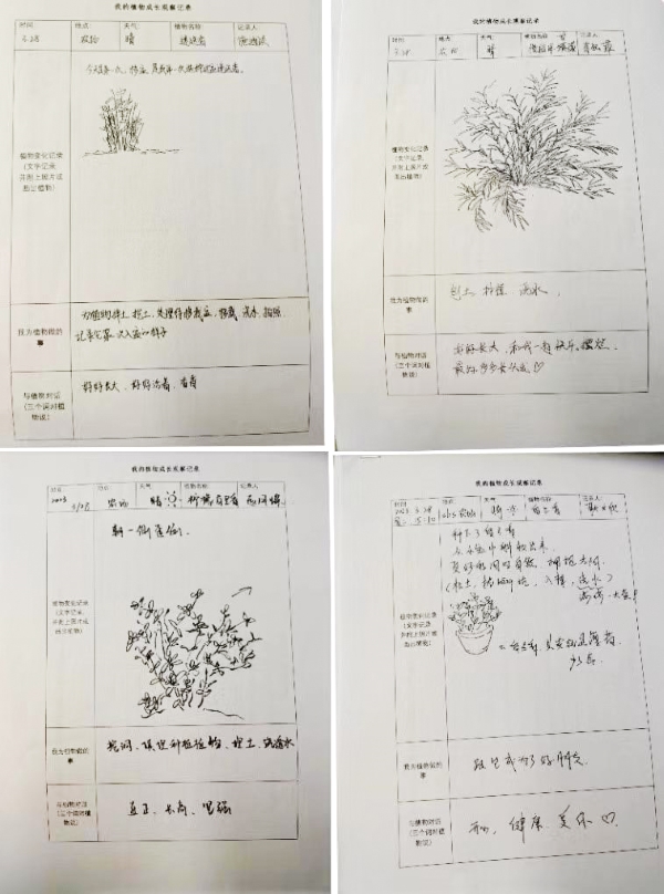 图为园艺志愿者们为芳香植物画的肖像 图为园艺志愿者们为芳香植物画的肖像