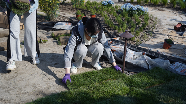 学生施工现场铺草皮